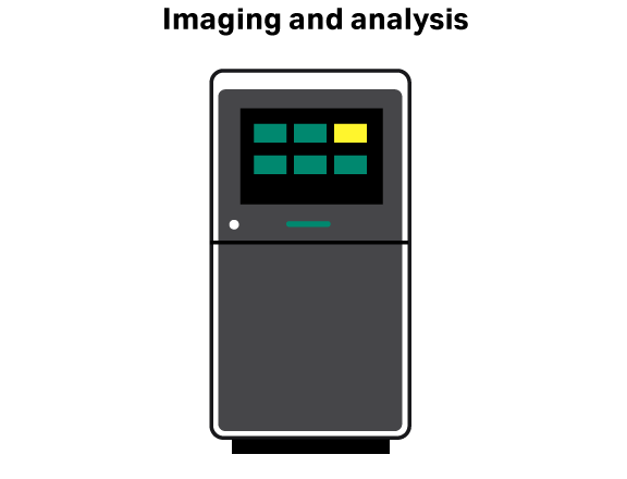 Imaging and analysis