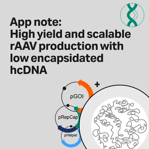 Performant transient cell line with higher quality