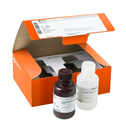 Western blot analysis