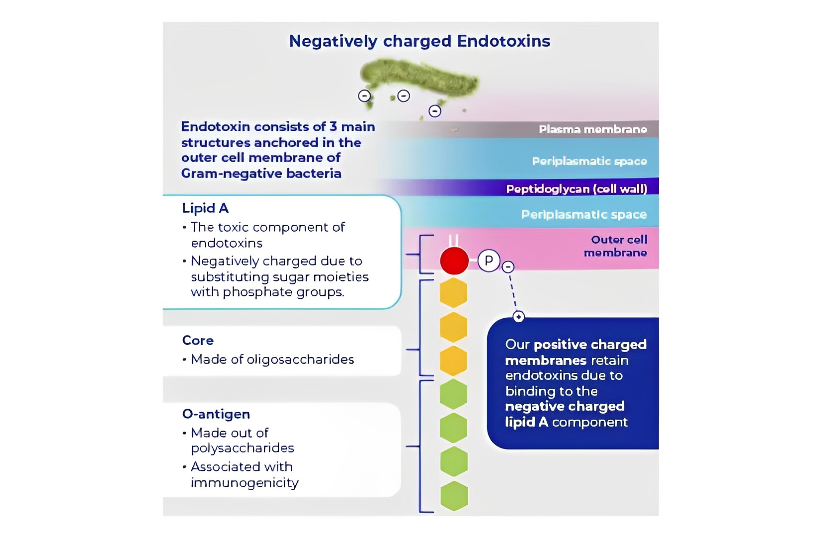 Negatively charged endotoxins are captured with positively-charged Posidyne filters