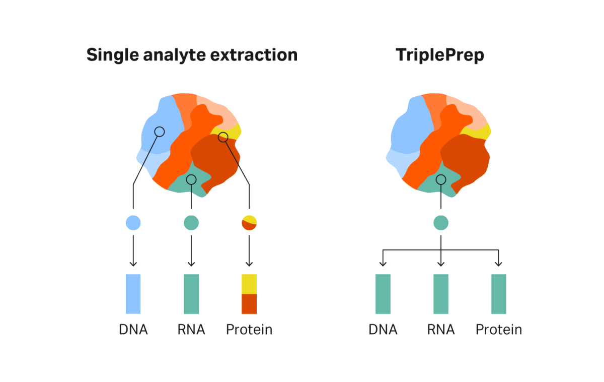 Tissues can be highly heterogeneous, making it challenging to link analyses from DNA, RNA and protein derived from different parts of the tissue. With TriplePrep, all data comes from the same tissue, allowing meaningful deduction of regulatory processes between the analytes
