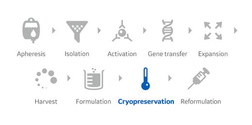 Cell Processing workflow highlighting cryopreservation step