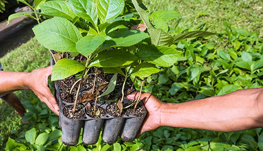One tree planted banner help us