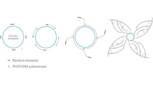 Rolling Circle Amplification