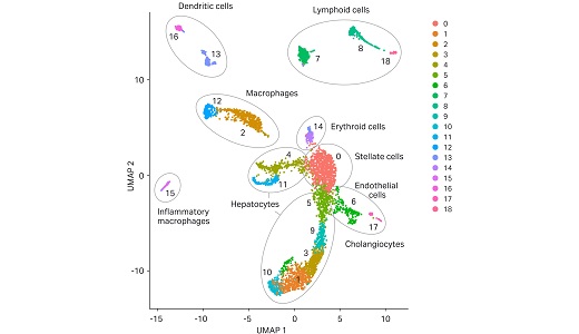 UMAP clustering of cell samples