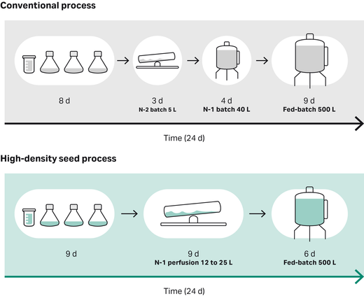 Overview of conventional seeding process vs the intensified high-density seed process.