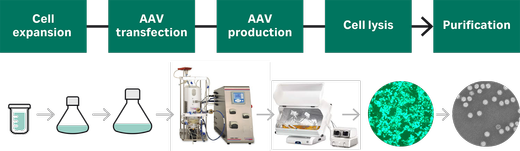 针对基因疗法的可放大 AAV 生产工艺