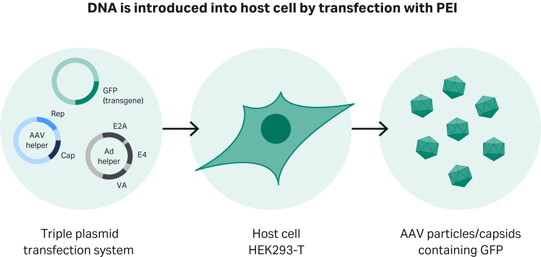 在悬浮细胞中生产 AAV 载体的细胞培养工艺开发