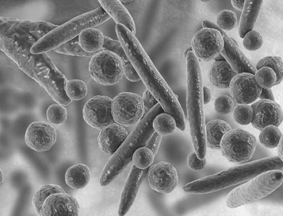 Generic mycoplasma image