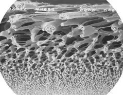 Close up of protein binding to membrane